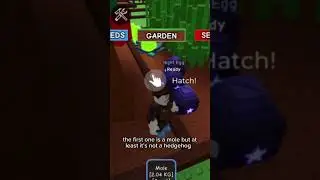 How to get a raccoon in grow a garden