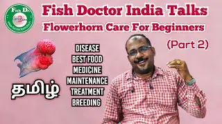 Watch This Video Before Buying Flowerhorn (Flowerhorn மீன் வளர்க்கும் முறை -  By Fish Doctor India |