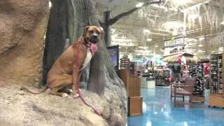 2yr old Boxer/Mastiff mix 