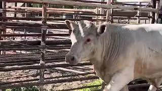 Cattle auction in Valentine, Nebraska ￼