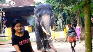thiruvegappura sankaranarayanan elephant
