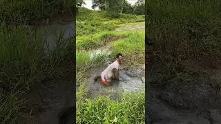 Epic Mud Fail 😂 | Funniest Jump Gone Wrong!