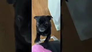 My Sassy Pug has ATTITUDE! Demanding Dog Cute & Funny