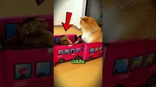 Esse gatinho ficou FURIOSO com o Cachorro! 😅