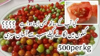 How to grow cherry tomatoes from seeds 