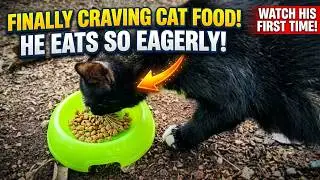 This is the first time this cat has eaten cat food so eagerly