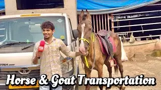 Sushant&rsquo;s Horse Transportation, Goat Transport Service Available All Over India