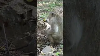 Comedy monkey,funny public monkey , feeeding poor public monkey