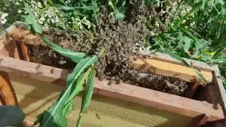 إمساك طرد نحل وكيفيه وضعه في خليه وضمه للمنحل 1
