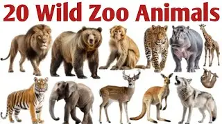 20 Wild animals name || 20 jungli janwar name in English || Learn wild zoo animals name