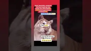 #lucu