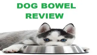 Dog Bowl that you Should Buy For Your Husky Dog : Review of All Dog Bowls