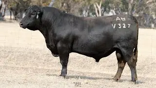 Lot 8 SYM24V327 Allendale Angus 2026