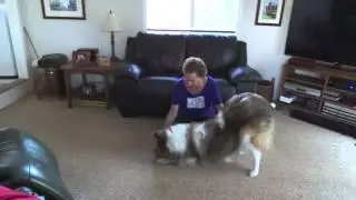 Teach Your Dog to Take a Bow, Collie, Dog Tricks, Trick