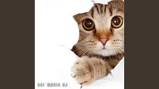 Calm Cat Music