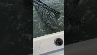 Live lining cows on @Bluefinsoundcharters #fishing #stripedbass #nycfishing