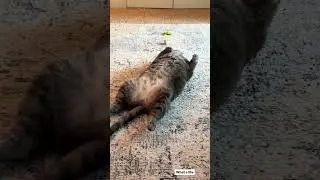 Cat life is hard…