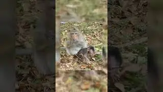 #Shorts Mom teach newborn baby monkey to find food  episode #3