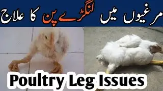Chicken legs problem treatment|Poultry legs issues|Hafiz Mati HND @DrARSHADVeterinaryClinic