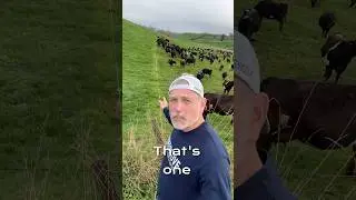High density grazing for more cattle per acre #farmlife #farming #cattlefarm #ranching #livestock
