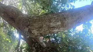 Oak on macgregor james bucket pt 1