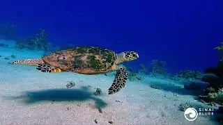 Morning Dives With Turtles - Four Seasons House Reef  - Sharm El Sheikh - Red Sea - Egypt