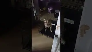my senior dog gets in trouble for first time since I had new puppy. Pups glad it's not him .lol