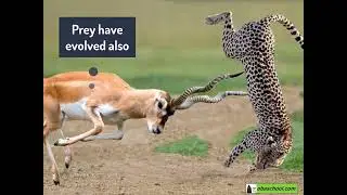 Populations in Ecosystems &ndash; 1.11 Predation &ndash; Predation