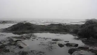 fossil hunting and meeting geese Tin Can Beach July 23 2018