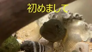 はじめましてハゼ太郎です。
