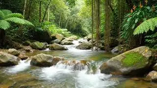 Nature Sounds for Dogs and Cats: Calming Forest & Birds for Pet Anxiety