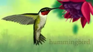 Backyard Animals for Kids | Zoo animals for preschool and kindergarten