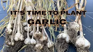 Time To Plant Garlic (note: I use straw, not hay)