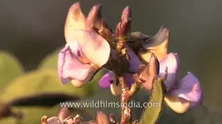 Sem phali or Sem flat beans and flowers on vine in India