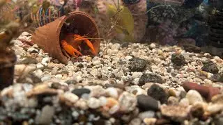 Setting up tank for my pet crayfish 🦞 