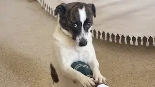 You Can’t Stop Laughing At These HILARIOUS DOGS 🤣 Funny Dog Videos