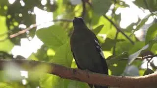 นกปีกแพรสีเขียว / Green Cochoa (Cochoa viridis)