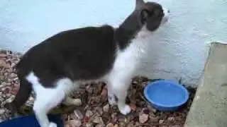 My Cat Sam Drinking Water from the Spout
