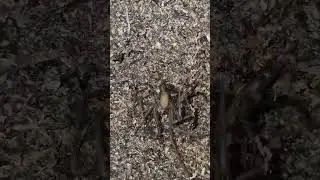 Ants Attack a Spider 😱 Shocking Ending! #spider #ants #hive