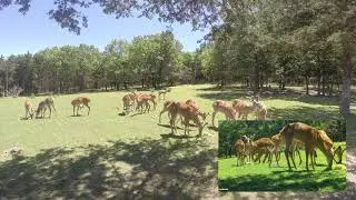 Episode 5 of the Two Year Old Bone Cam at Oak Creek