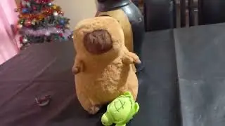 Como cuidar una capibara