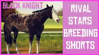 Rival Stars Breeding 3 Foals ⭐ Black Knight Stud ⭐ #shorts