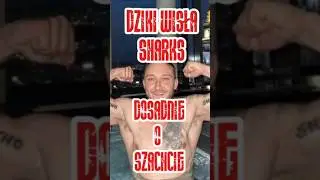 DZIGI DOSADNIE O SZACHCIE😱#boxdel #aferki #falahejtu #dzigi #wisłasharks #wisłakrak&oacute;w #drama #viral