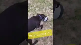 Skills! 🔥 #sneaky #dog #withtricks #trickshots #doggo #best #cute #ilovemydog #labrador #bestfriend