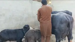 Beautiful buffalo Neeli Ravi for sale on YouTube   Milak40  kG   January 25, 2026