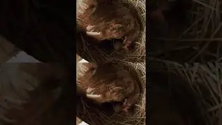 The sound of chickens laying eggs #chicken #hen #egg #animals #animalszoom #henfarm #pets