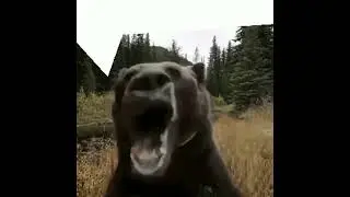 laggy bear instagram meme no batidao funk