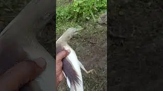 yellow bittern so sad moment legfacher 😔😔😔😔😔