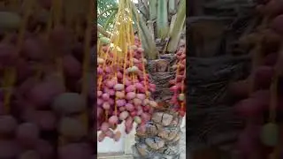 #viral #fruit #datepalm #datestree