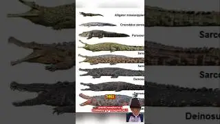The Big 3 Crocs